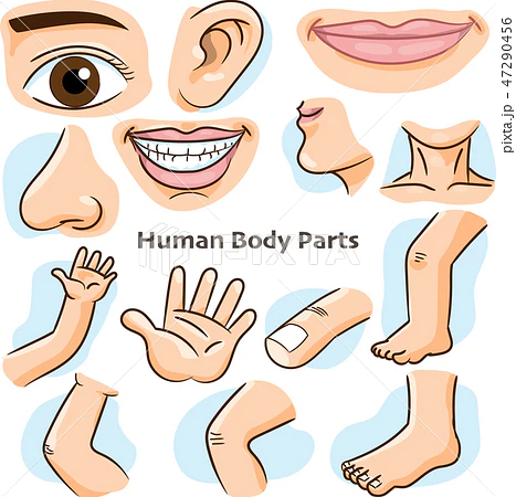 Lesson 8:Body Parts